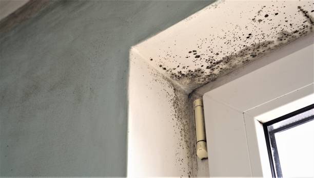 Best Asbestos and Lead Testing During Mold Inspection  in Murrells Inlet, SC